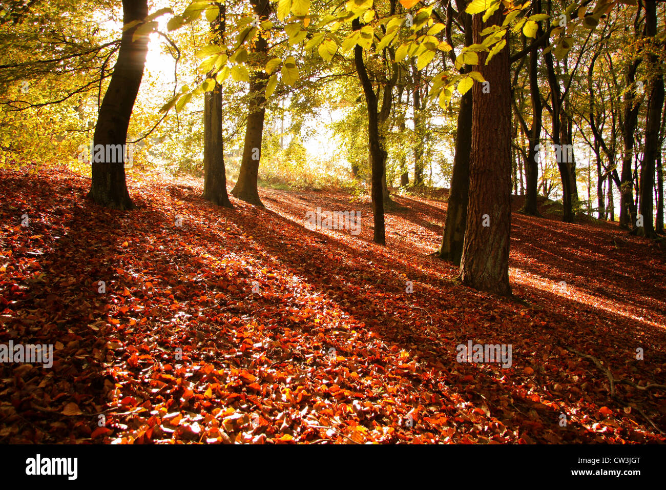 Pomeriggio di sole autunnale gettando ombre attraverso faggete, rocce nere country park, Derbyshire, Regno Unito Foto Stock