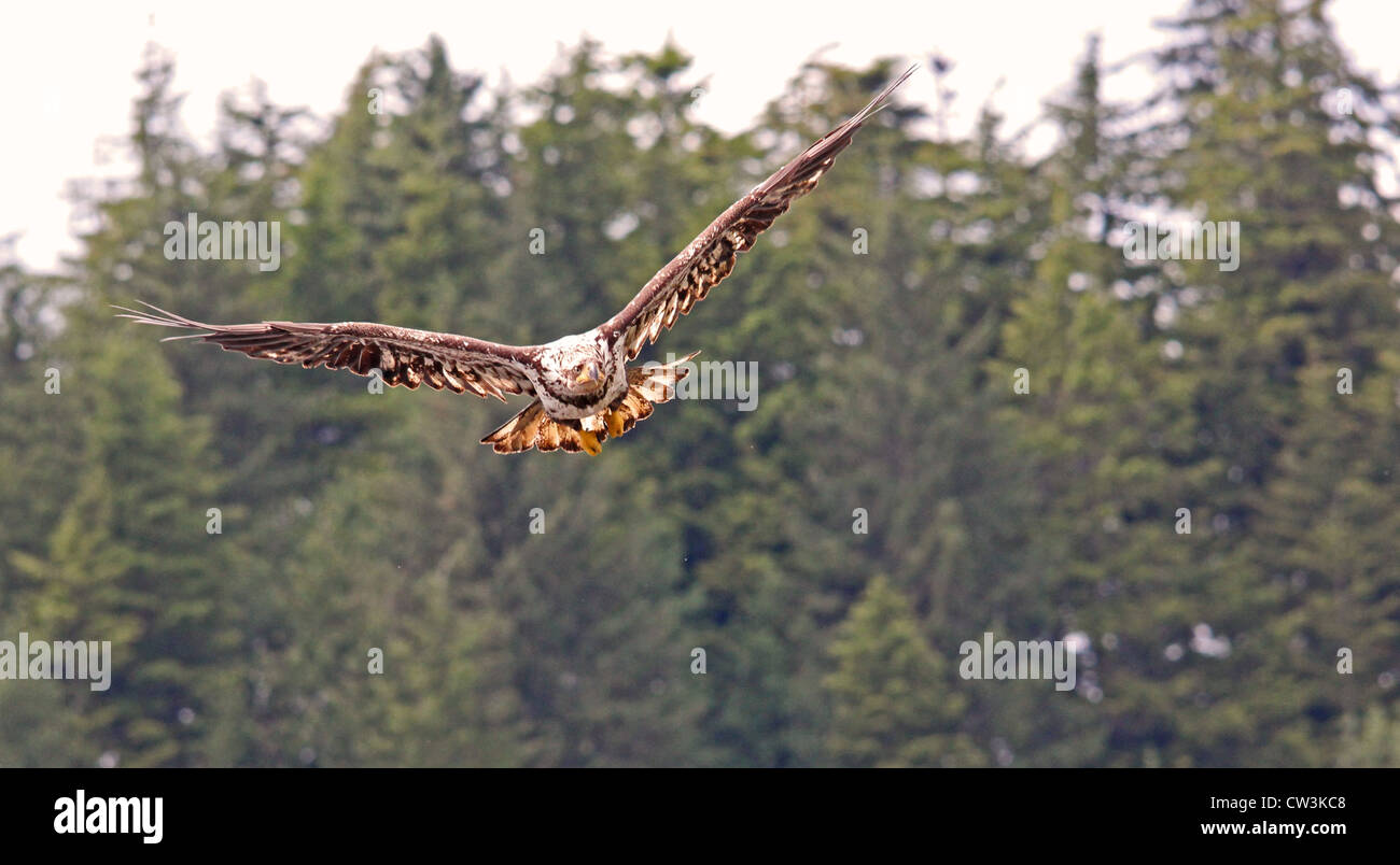 Un giovane aquila vola alertly. Foto Stock