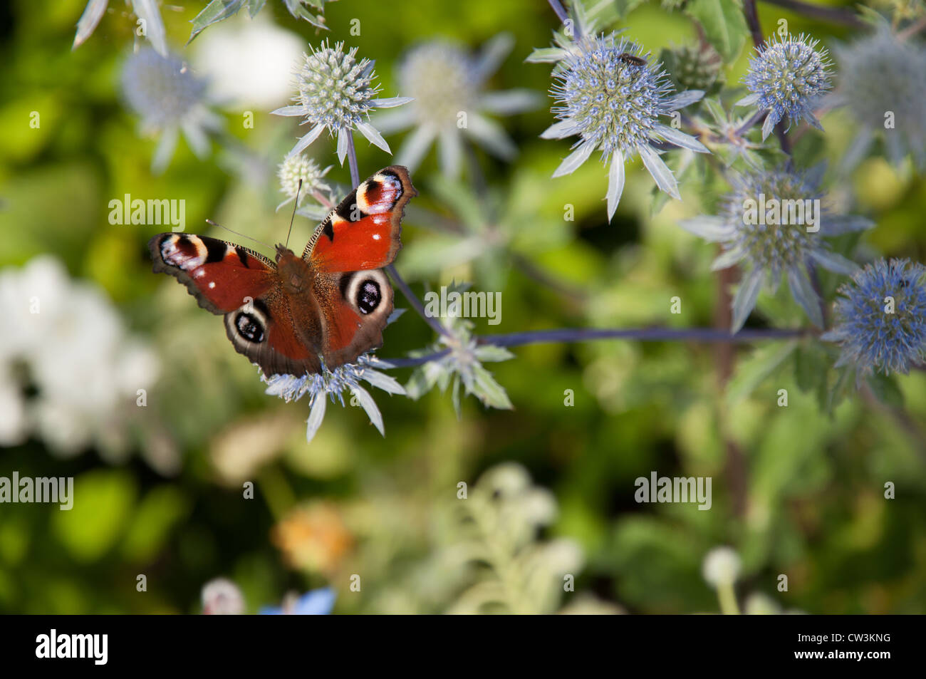 Bella Comunità farfalla pavone in appoggio su un globo fiore di cardo Foto Stock