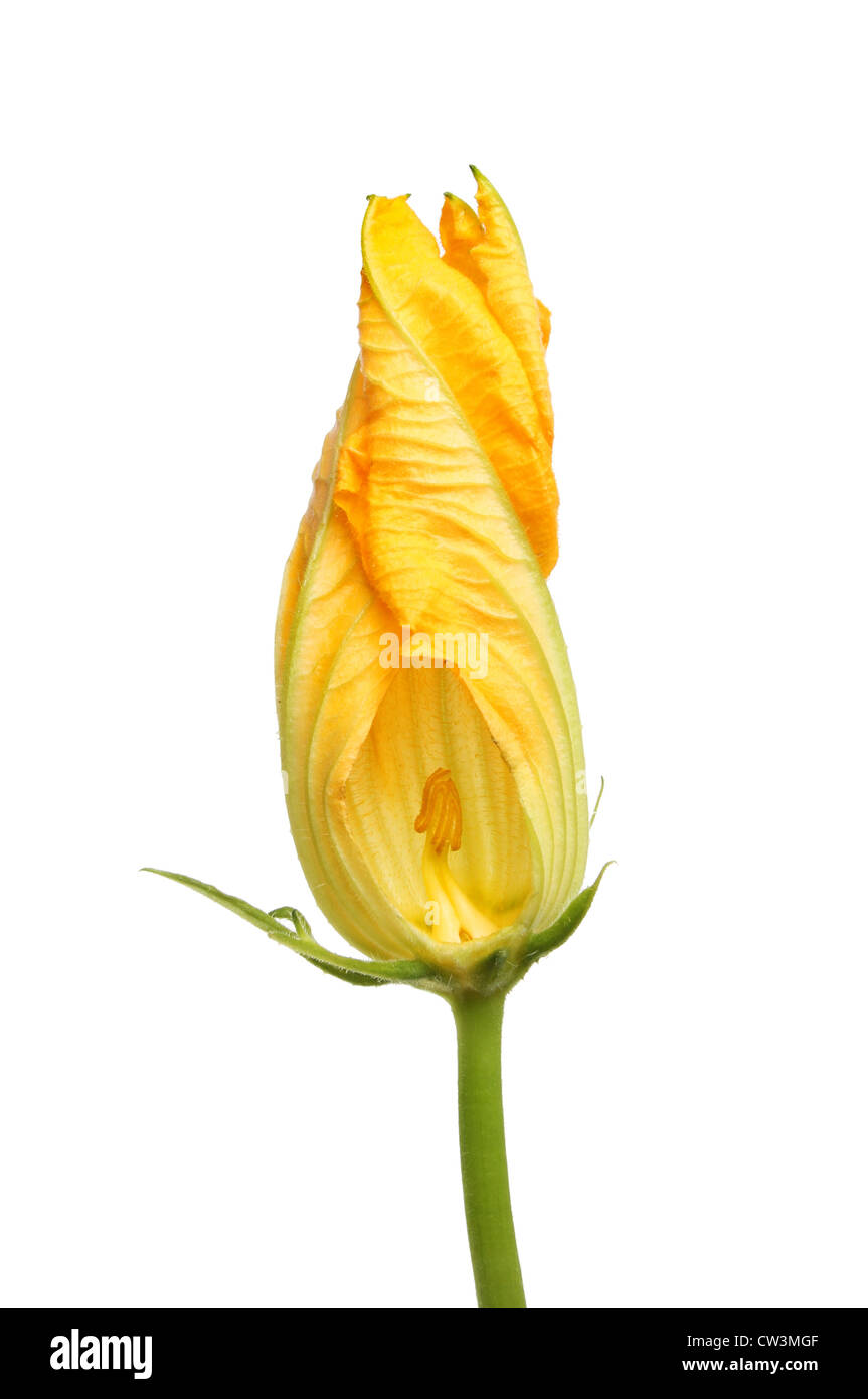 Fiori di zucchina isolata contro bianco con una sezione ritagliata che mostra la stame Foto Stock