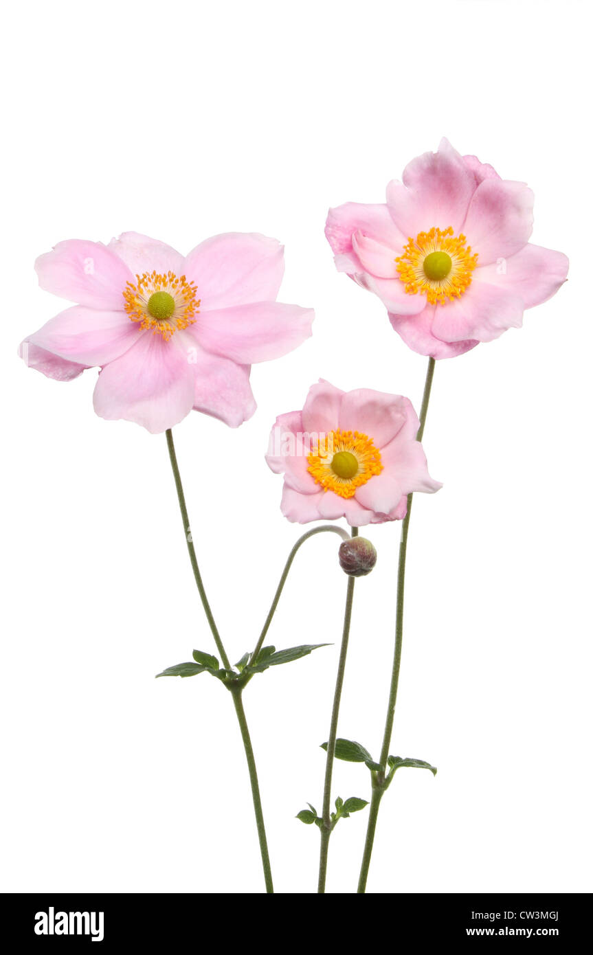 Anemone tre fiori e fogliame isolata contro bianco Foto Stock