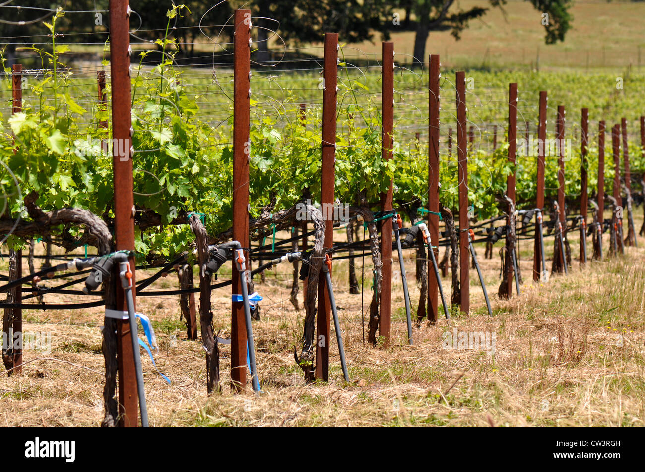 Vino vigna in estate Foto Stock