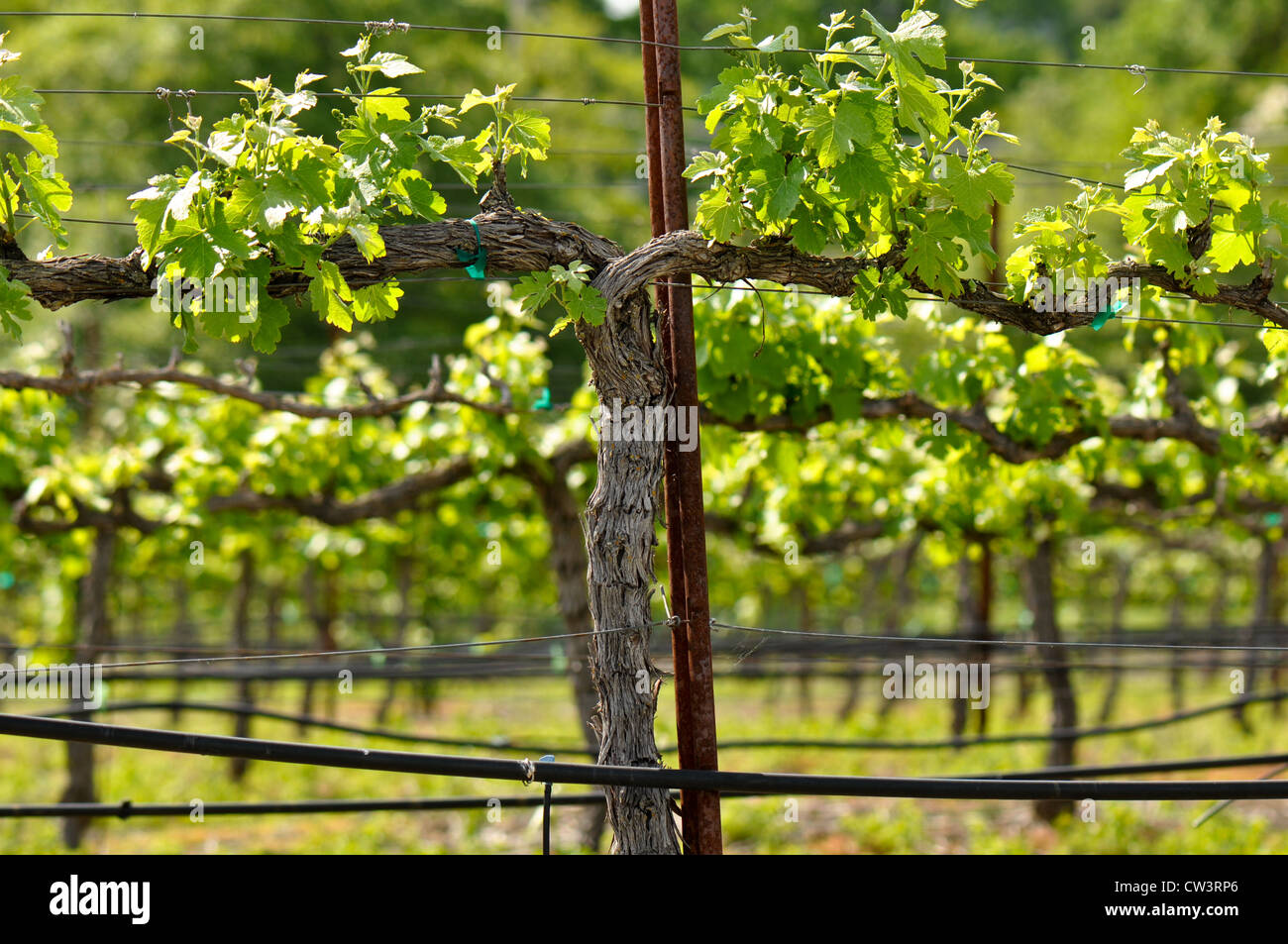 Vigneto in primavera Foto Stock