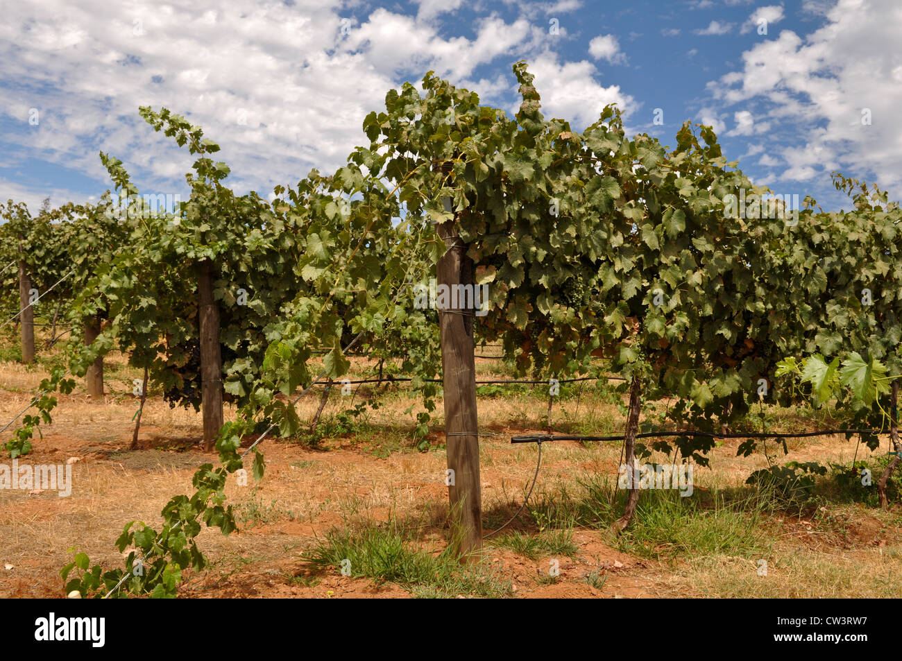 Vigneto in California con cielo blu e uva sulla vite Foto Stock