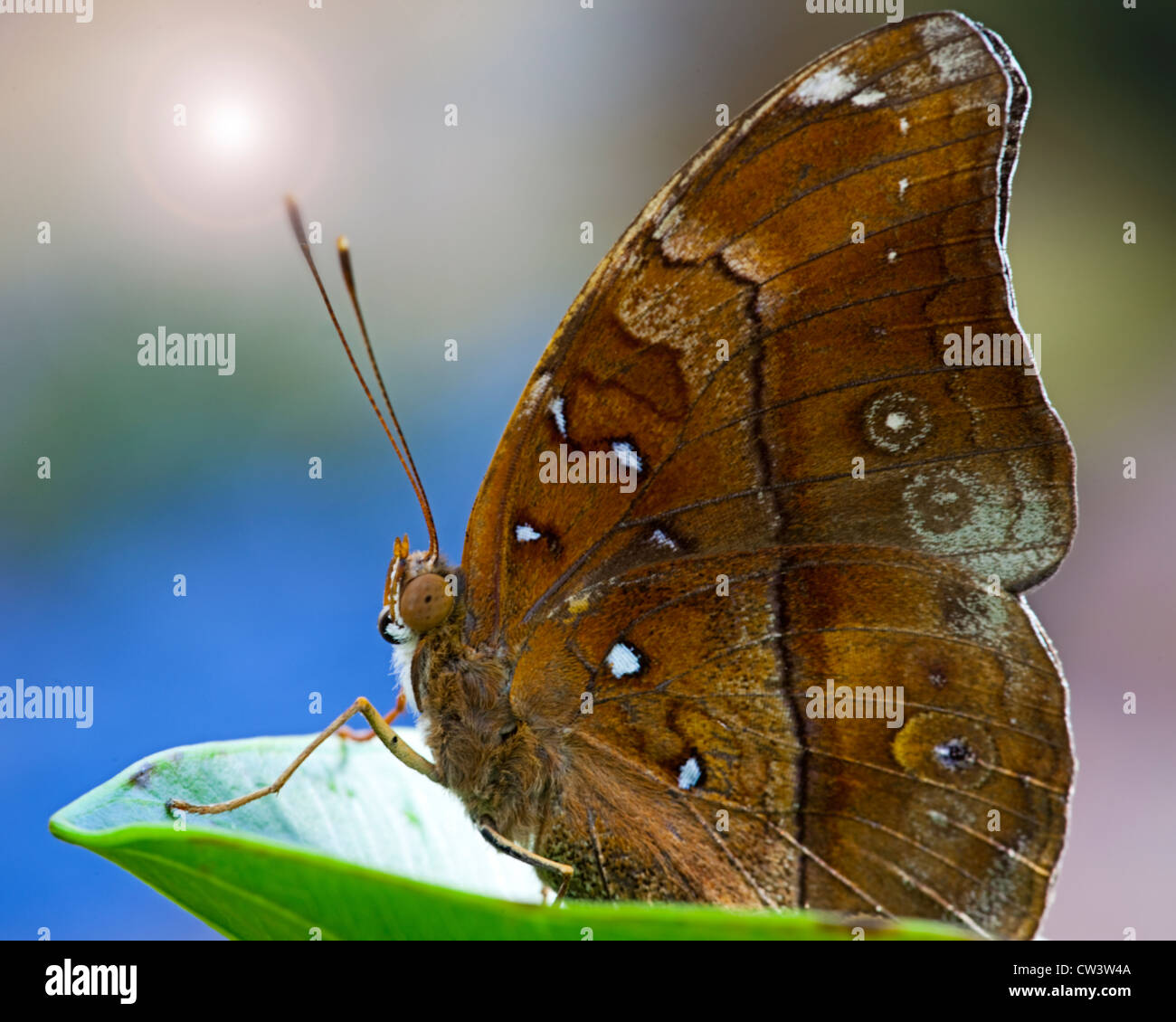 BUTTERFLY: farfalla Civetta (Caligo eurilochus) Foto Stock