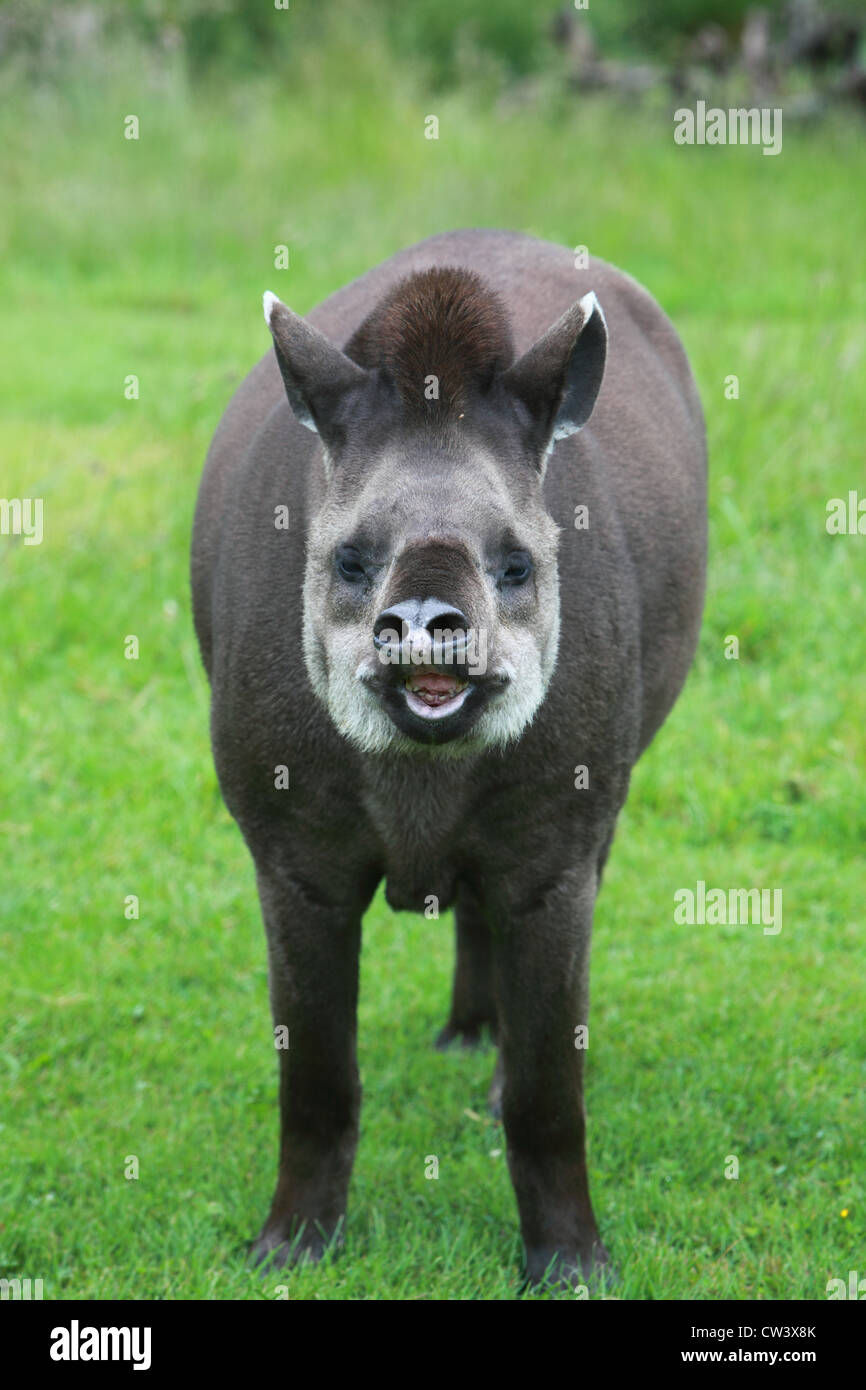 Tapir brasiliano Foto Stock