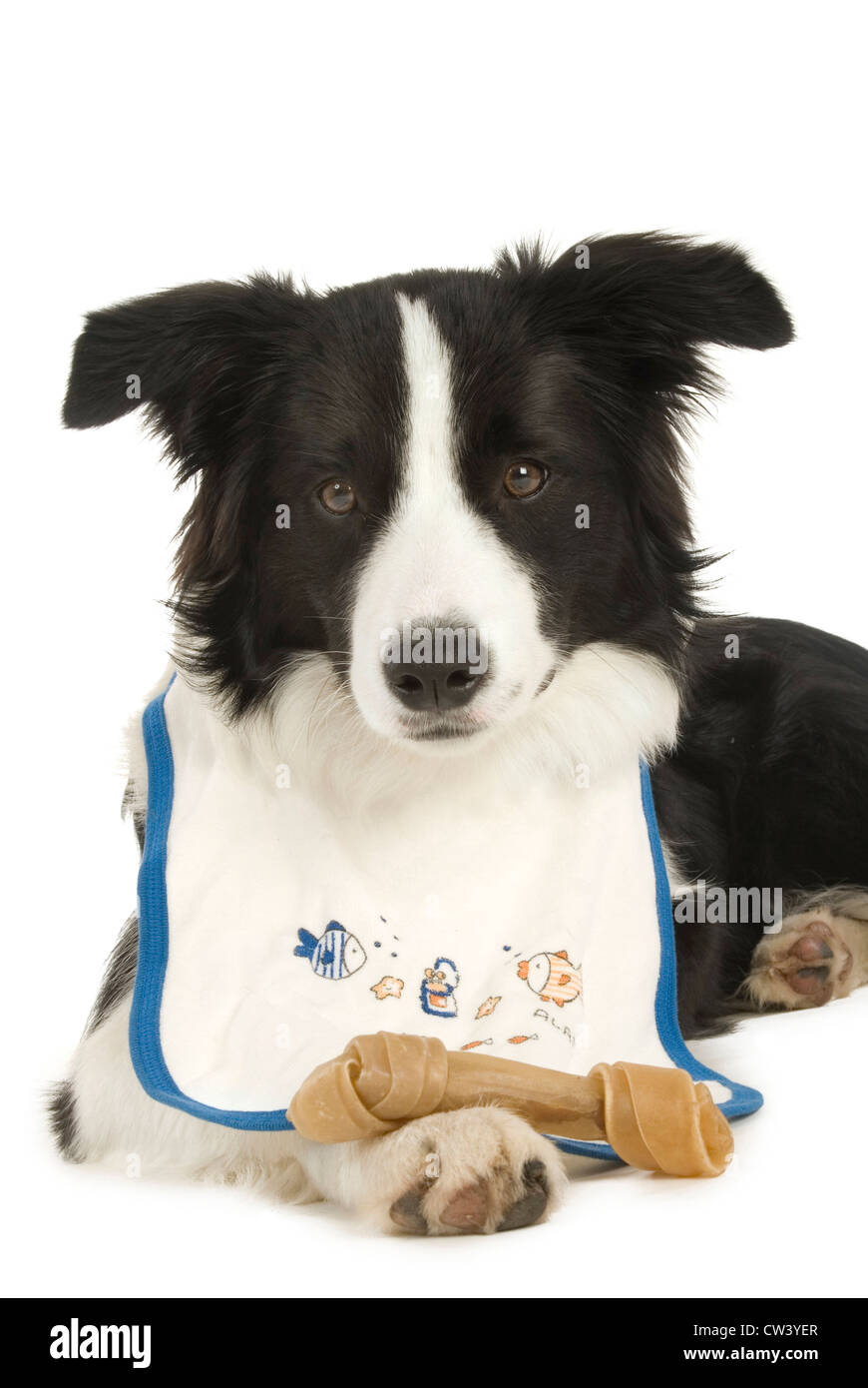 Border Collie. Ritratto di un nero-e-bianco adulto con bib e masticare osso. Studio Immagine contro uno sfondo bianco Foto Stock