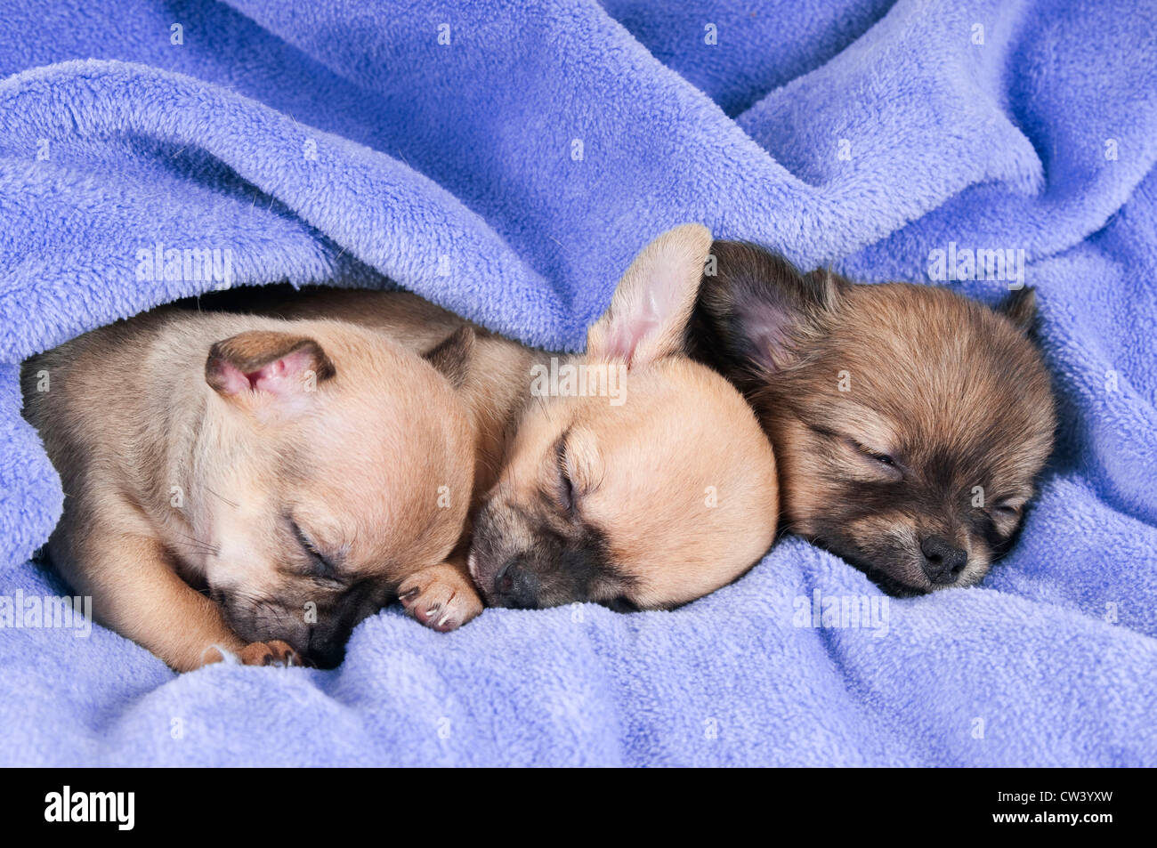 Chihuahua. Tre cuccioli di dormire su una coperta di blu Foto Stock