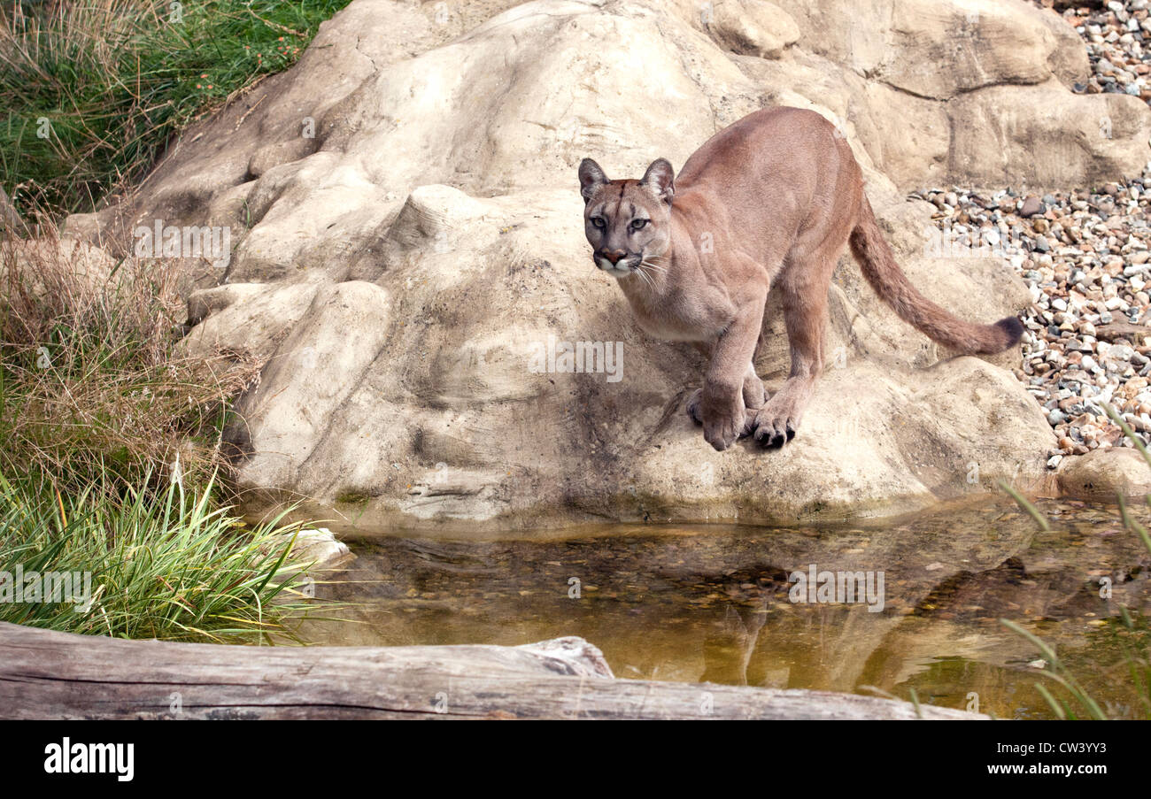 Puma femmina saltando su acqua Foto Stock