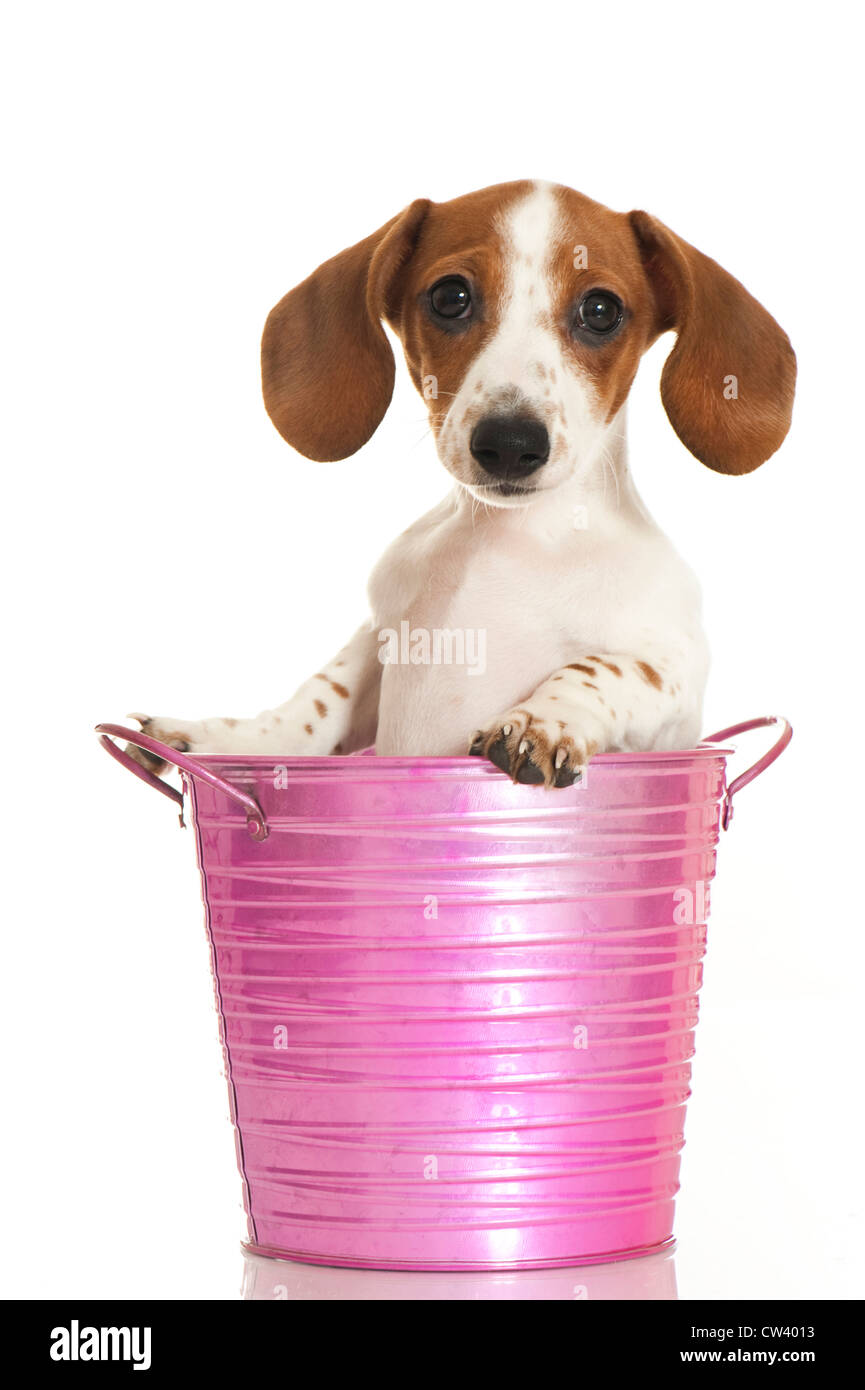 Bassotto. Buon pezzati puppy in una benna di rosa. Studio Immagine contro uno sfondo bianco Foto Stock