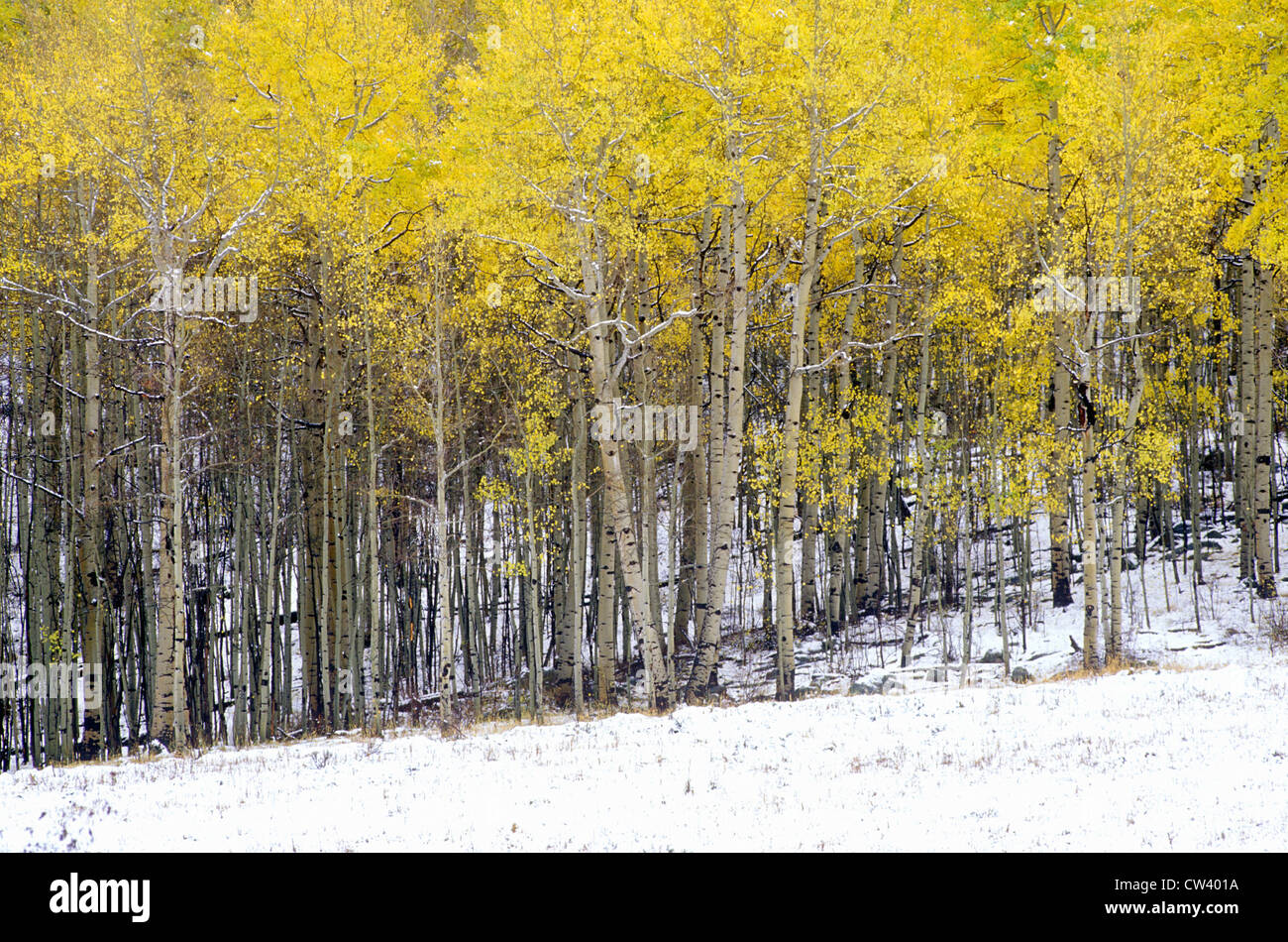 Aspens e prima neve vicino Ridgeway, ultimo dollaro Ranch Road, Colorado Foto Stock