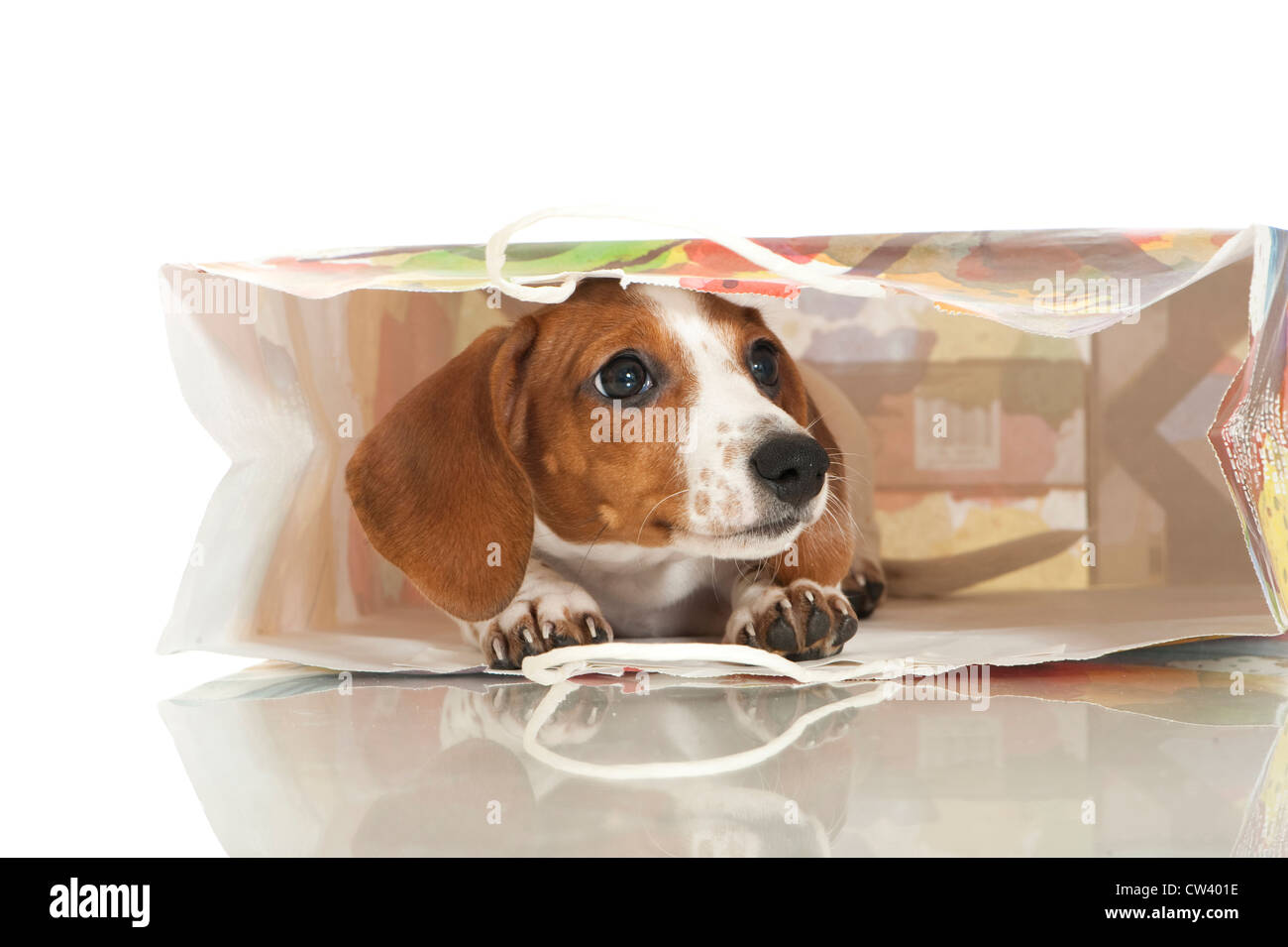 Bassotto. Buon pezzati puppy in un supporto di carta in borsa. Studio Immagine contro uno sfondo bianco Foto Stock