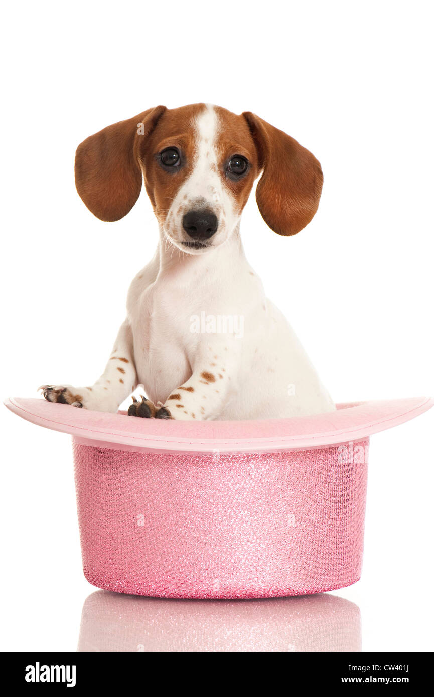 Bassotto. Buon pezzati puppy in un cappello rosa. Studio Immagine contro uno sfondo bianco Foto Stock