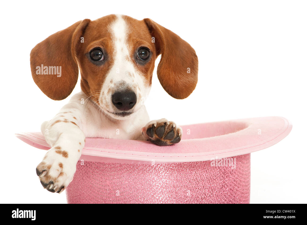 Bassotto. Buon pezzati puppy in un cappello rosa. Studio Immagine contro uno sfondo bianco Foto Stock