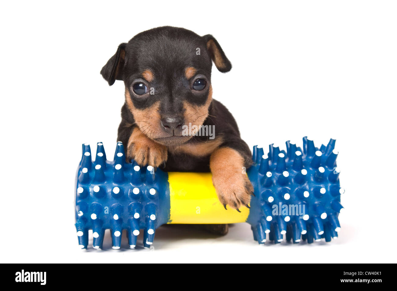 Rattler di Praga. Cucciolo con un giocattolo di plastica dumbdell. Studio Immagine contro uno sfondo bianco Foto Stock