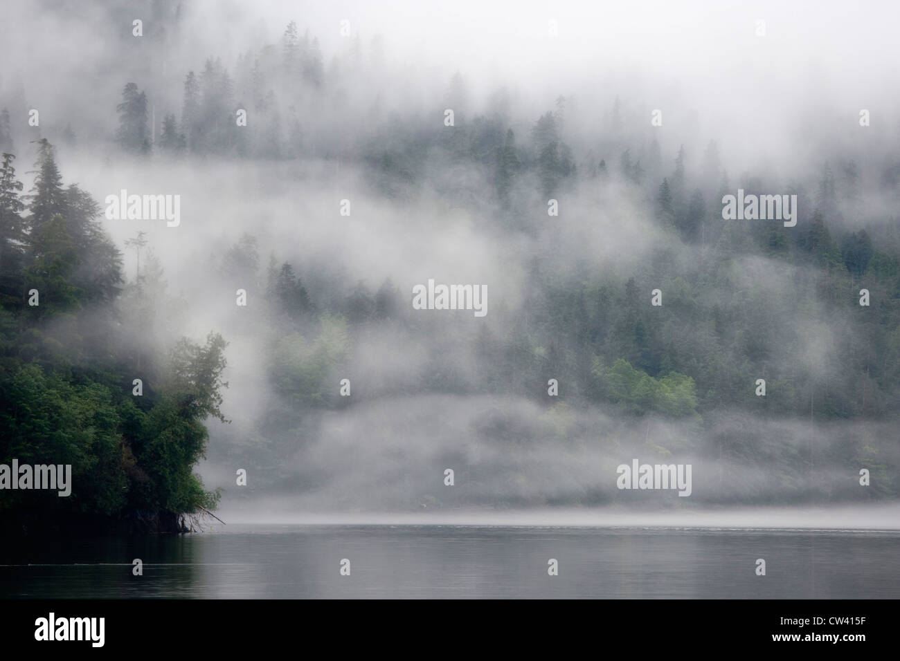Coperto nebbia alberi coperti in una foresta, Fiordland Recreation Area, Fiordland Conservancy, British Columbia, Canada Foto Stock