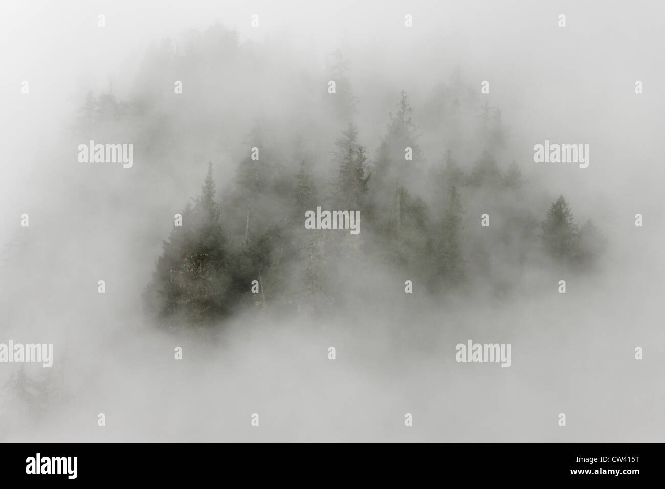 Coperto nebbia alberi coperti in una foresta, Fiordland Recreation Area, Fiordland Conservancy, British Columbia, Canada Foto Stock