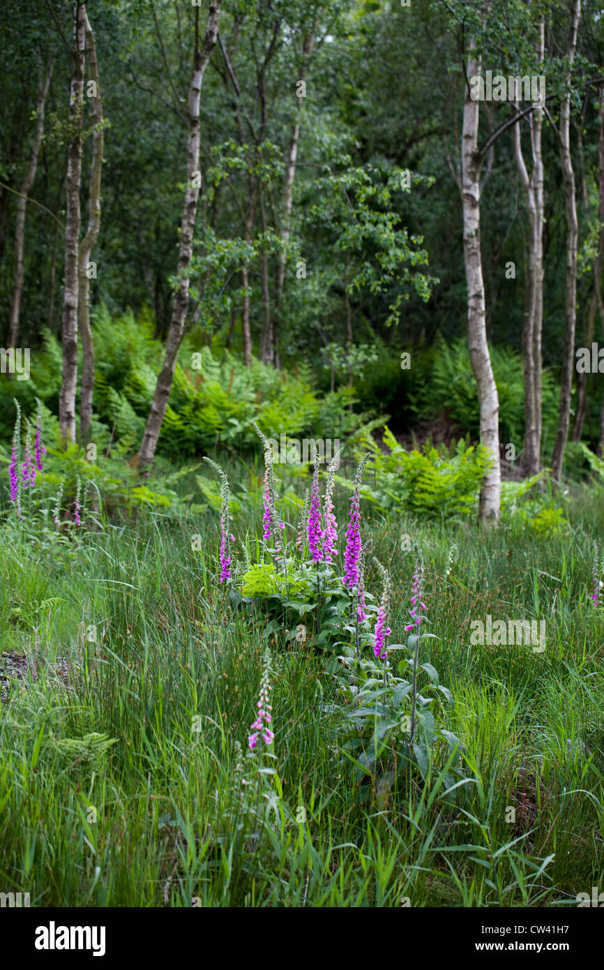 Bosco umido. Successione con roverella (Betulla Betula pubiscens), felci (Dryoptera sp. , Osmunda regalis), e il primo piano, Foxglove Foto Stock