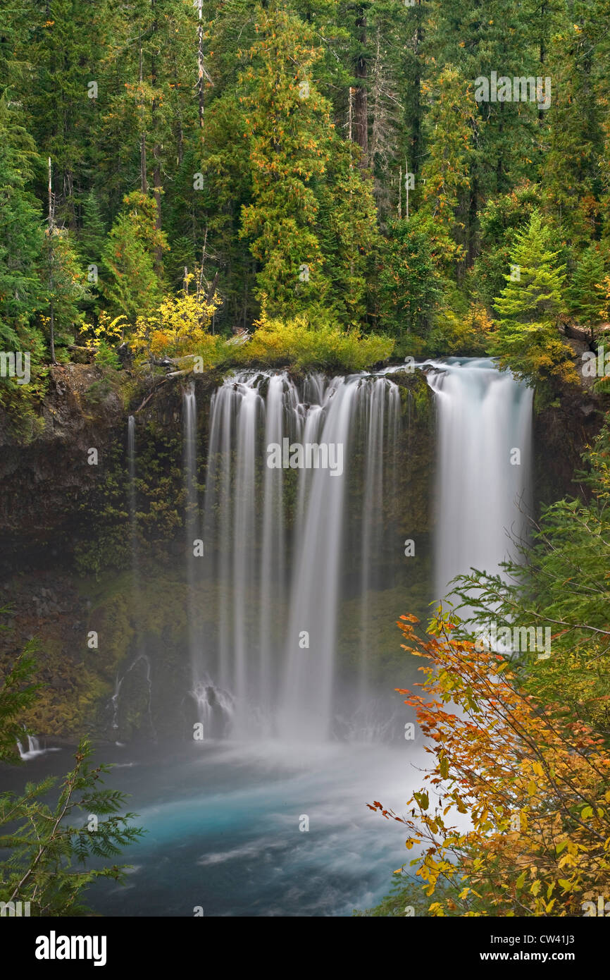 Cascata in una foresta, Koosah Falls, McKenzie sul fiume Willamette National Forest, Oregon, Stati Uniti d'America Foto Stock