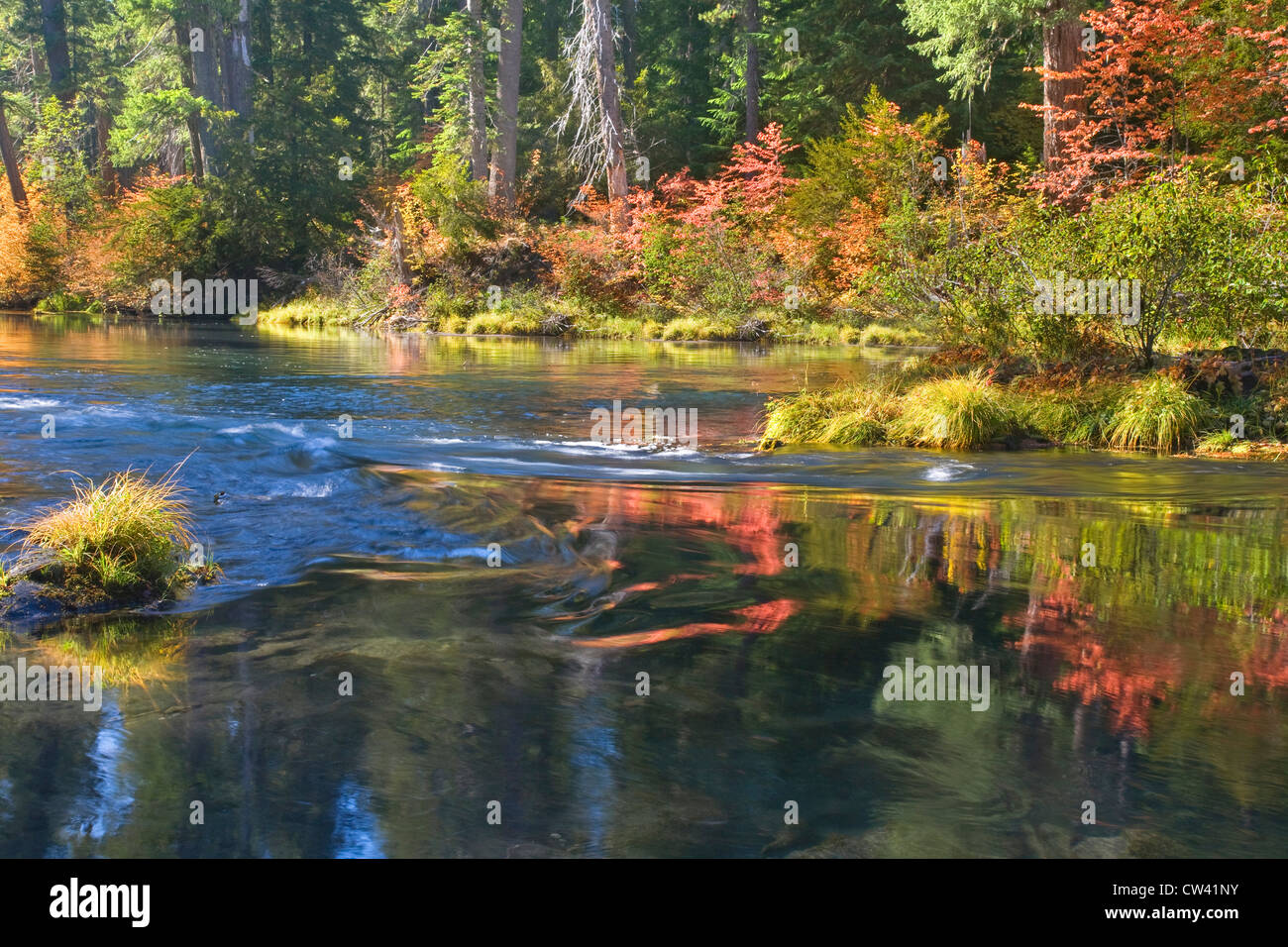La riflessione di alberi in acqua, Rogue River, Rogue River National Forest, Oregon, Stati Uniti d'America Foto Stock