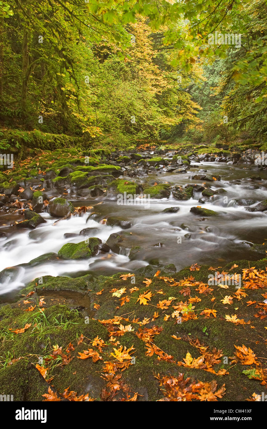 Flusso che scorre in una foresta, il Cedar Creek, bosco, nello Stato di Washington, USA Foto Stock