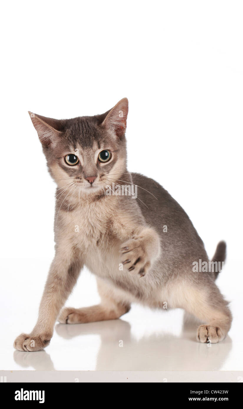 Cat. domestico Frightened gattino con zampa anteriore sollevata in difesa. Studio Immagine visto contro uno sfondo bianco Foto Stock