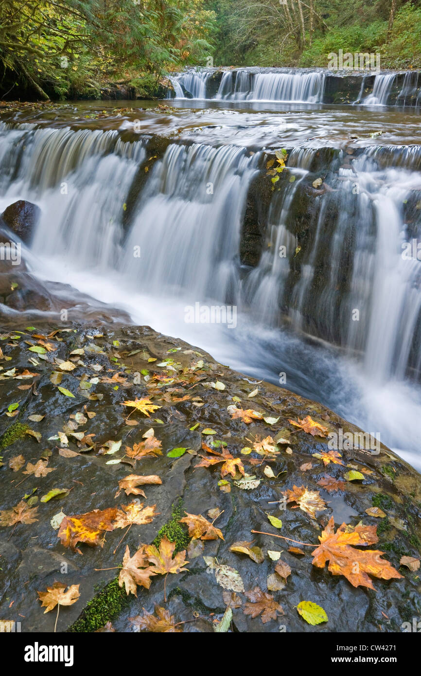 Cascata in una foresta, dolce Creek Falls, Oregon, Stati Uniti d'America Foto Stock