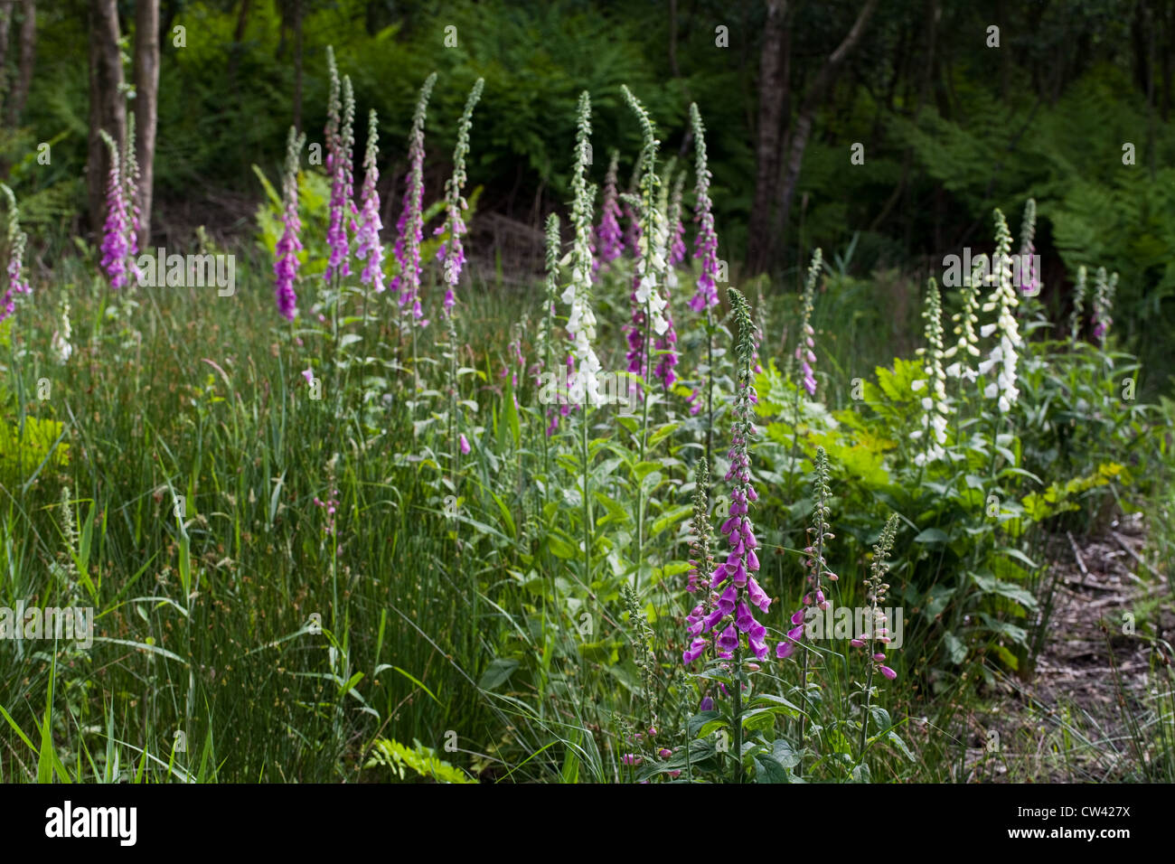 Foxgloves (Digitalis purpurea). Crescendo in un'area di recente abbattuto e cancellato bosco umido. Calthorpe ampia SSSI, Norfolk. Foto Stock