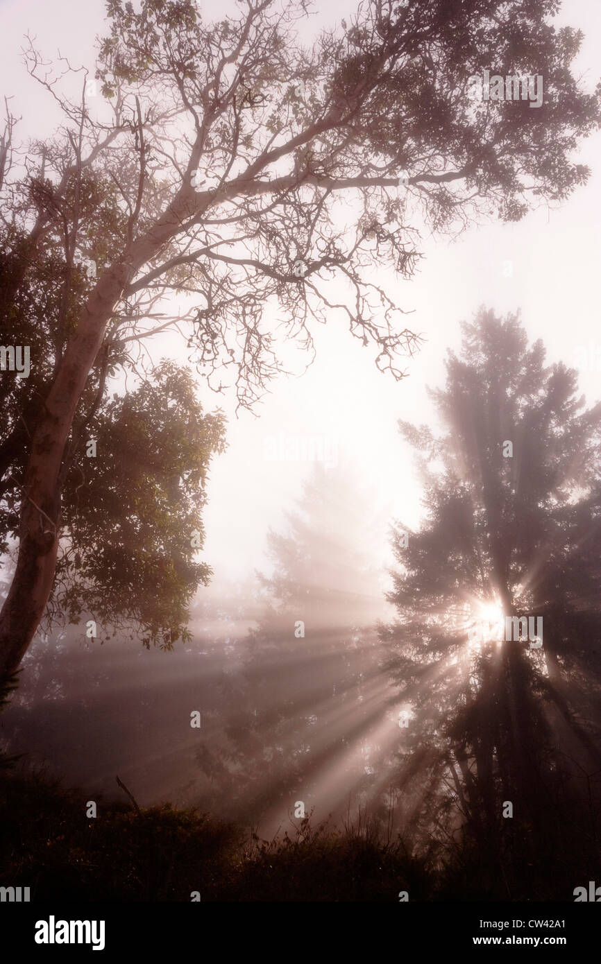 Diffusione di raggi di sole attraverso gli alberi nella nebbia, Seabeck, nello Stato di Washington, USA Foto Stock