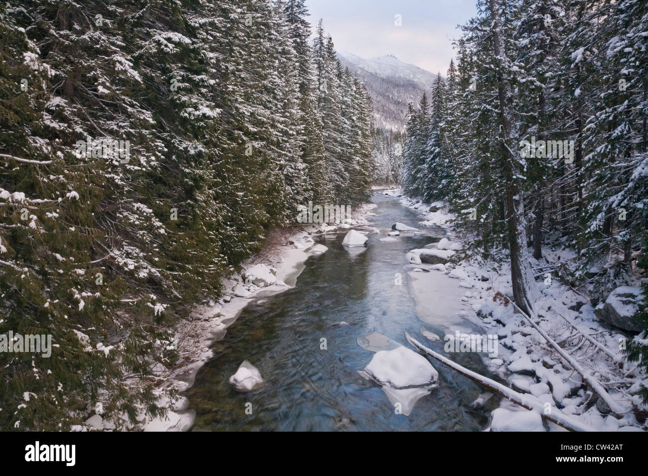 Il fiume che scorre attraverso una foresta, Leavenworth, Icicle Creek, nello Stato di Washington, USA Foto Stock