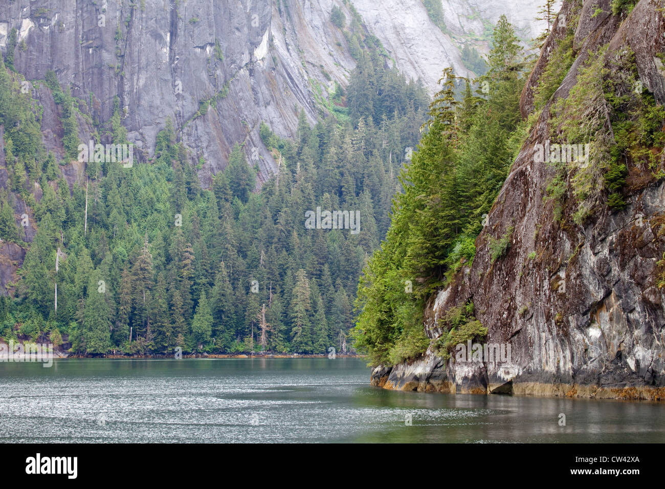 Gli alberi in una foresta a lago, Rudyerd Bay, Misty fiordi monumento nazionale, Alaska, STATI UNITI D'AMERICA Foto Stock