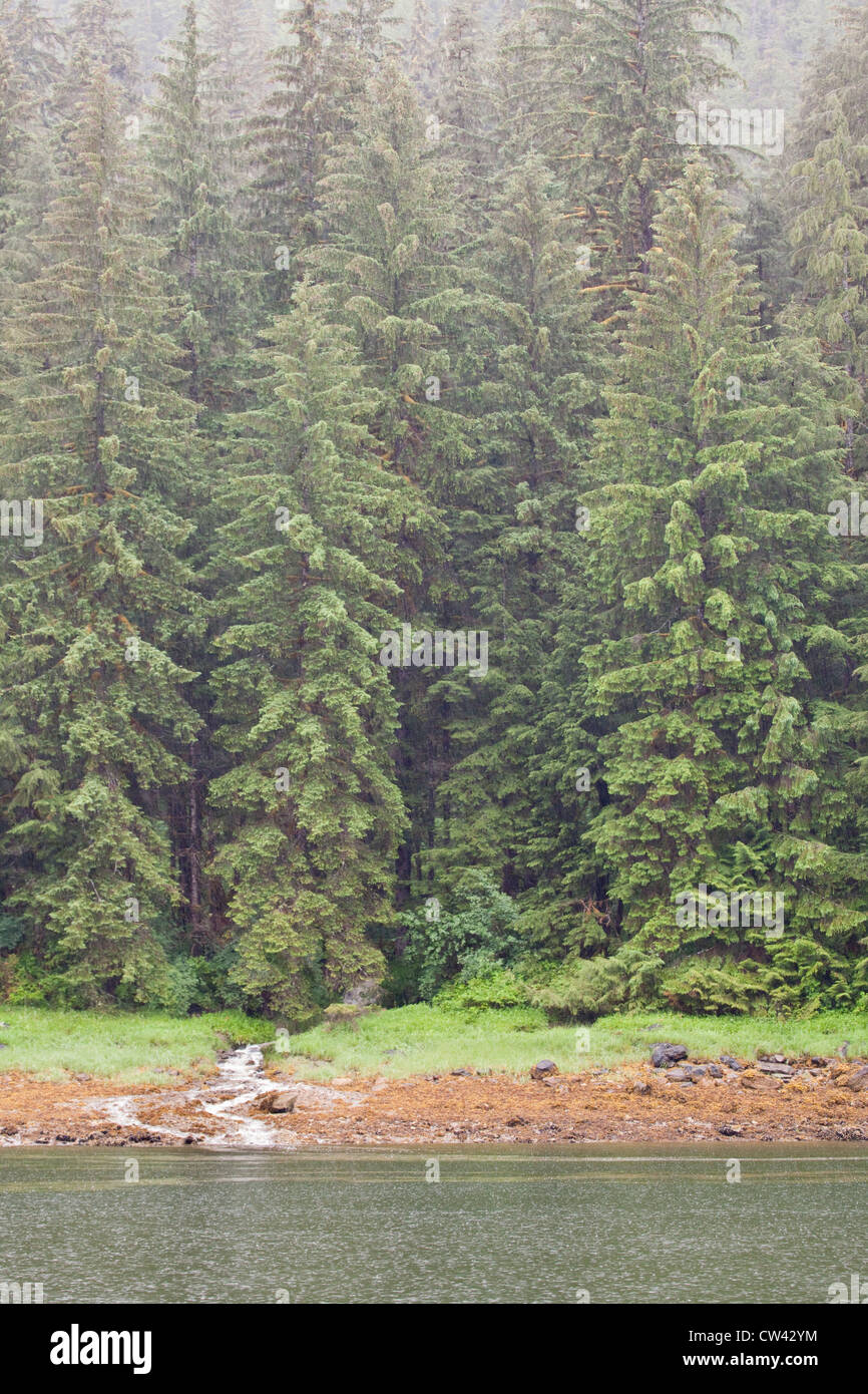 Gli alberi in una foresta, Rudyerd Bay, Misty fiordi monumento nazionale, Alaska, STATI UNITI D'AMERICA Foto Stock