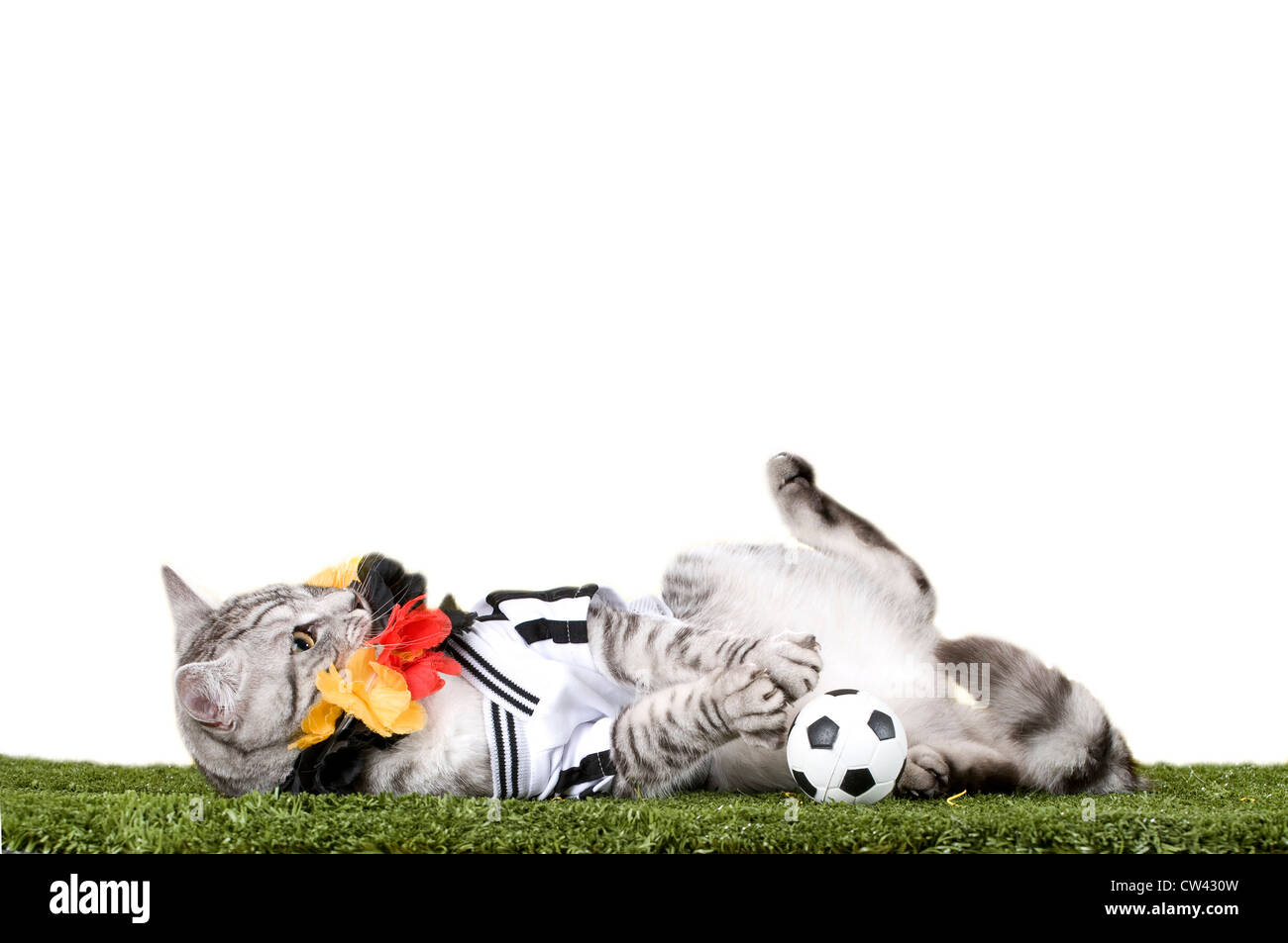 Cat. domestico Tabby adulto vestito con la maglia della squadra nazionale di calcio tedesca con il calcio e la ghirlanda in Germen nat Foto Stock