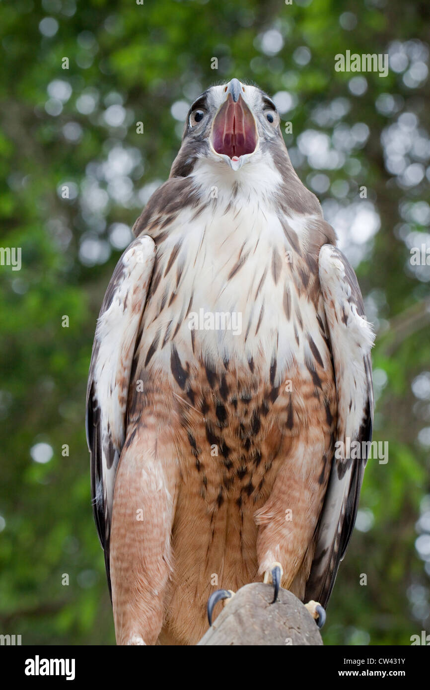 Basso angolo di visione di un falco Red-Tailed (Buteo jamaicensis), Ketchikan, Alaska, STATI UNITI D'AMERICA Foto Stock