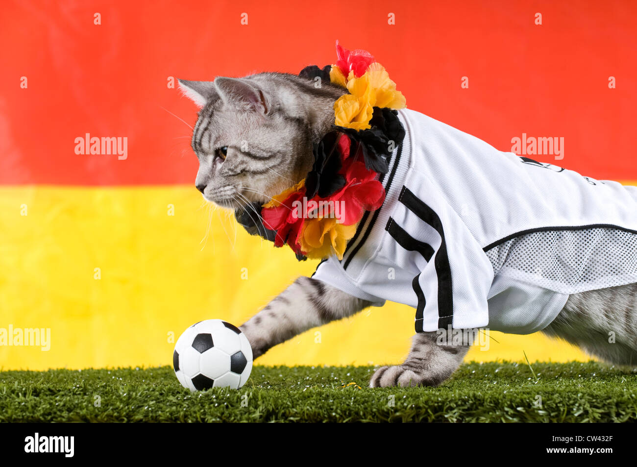 Cat. domestico Tabby adulto vestito con la maglia della squadra nazionale di calcio tedesca e la ghirlanda in Germen colori nazionali Foto Stock