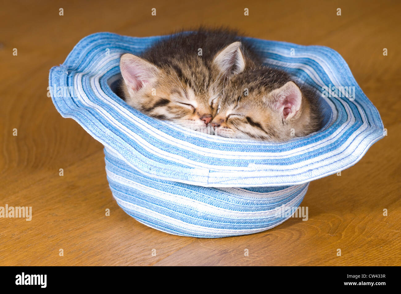 Cat. domestico Due gattini dormono in un bianco e blu in hat Foto Stock