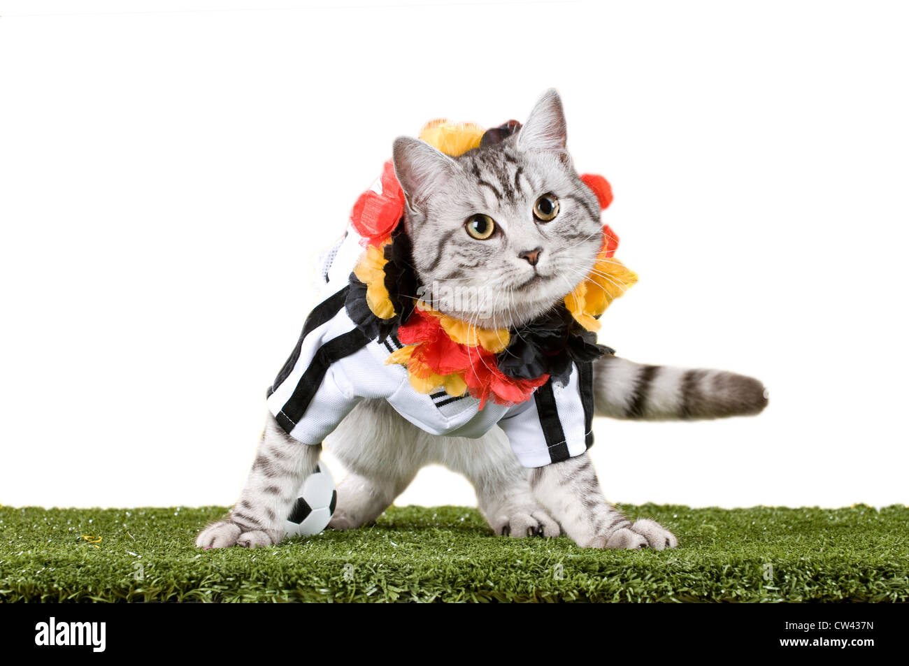 Cat. domestico Tabby adulto vestito con la maglia della squadra nazionale di calcio tedesca con una ghirlanda in Germen colori nazionali Foto Stock