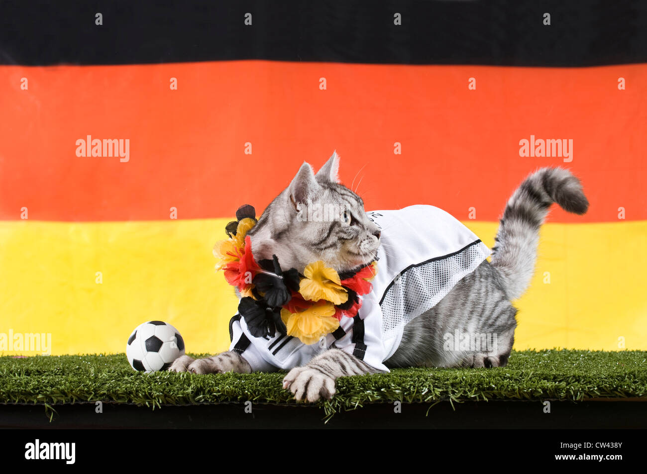 Cat. domestico Tabby adulto vestito con la maglia della squadra nazionale di calcio tedesca con il calcio e la ghirlanda in Germen nat Foto Stock
