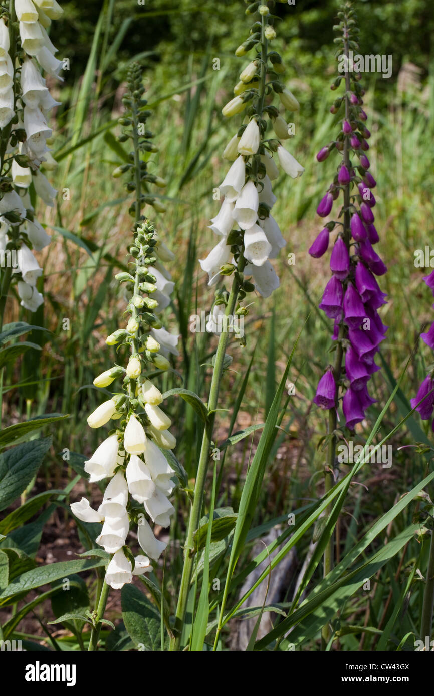 Foxgloves (Digitalis purpurea). Steli con fiori. Viola e bianco varietà di colore. Foto Stock