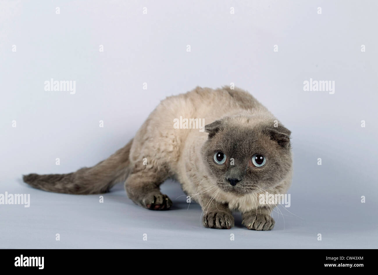 Barboncino Cat. Studio Immagine contro uno sfondo grigio Foto Stock