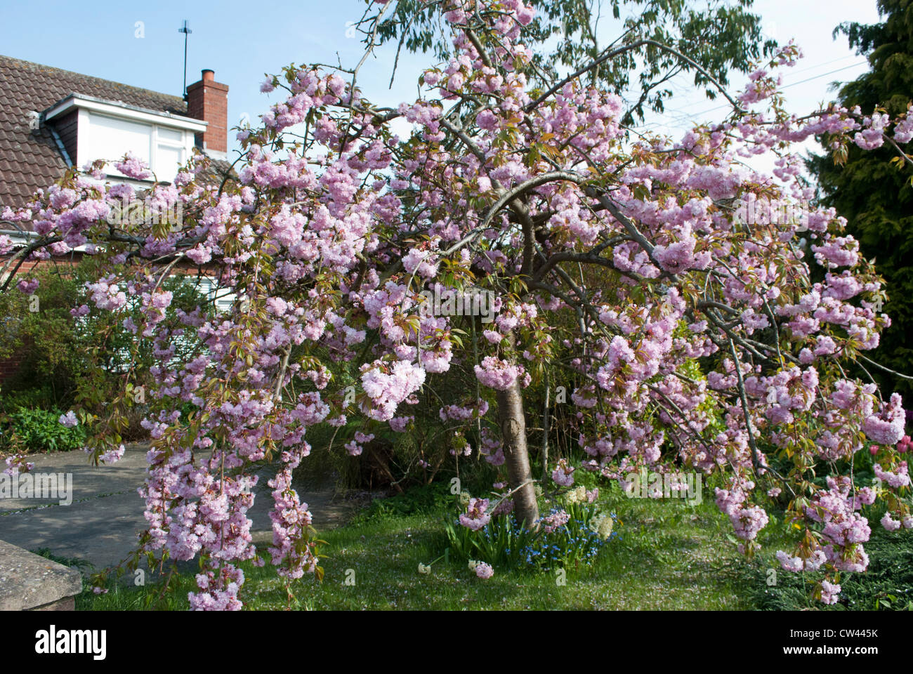 Ciliegio piangente in pieno fiore in giardino anteriore con bungalow con finestra dorma dietro Foto Stock