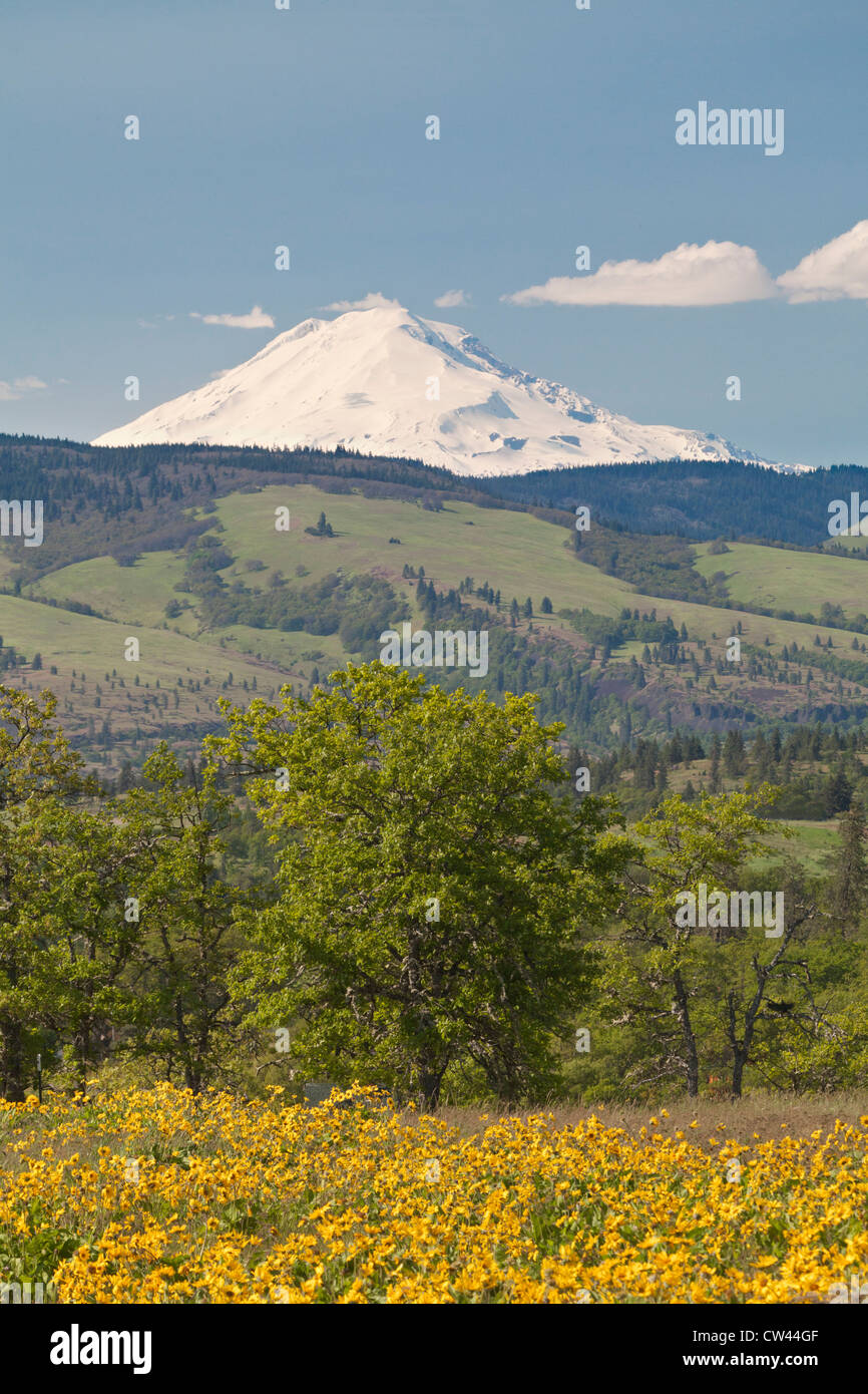Stati Uniti d'America, Oregon, Dry Creek Road a sud di Mosier, prato con fiori selvaggi con il Monte Adams in background Foto Stock