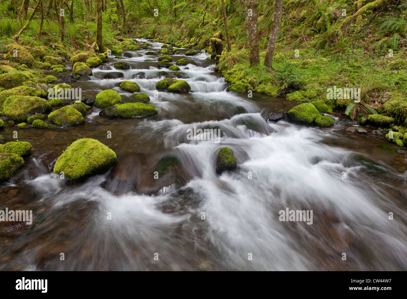 Stati Uniti d'America, Oregon, Columbia River Gorge, Gorton Creek, vista panoramica del flusso nella foresta Foto Stock