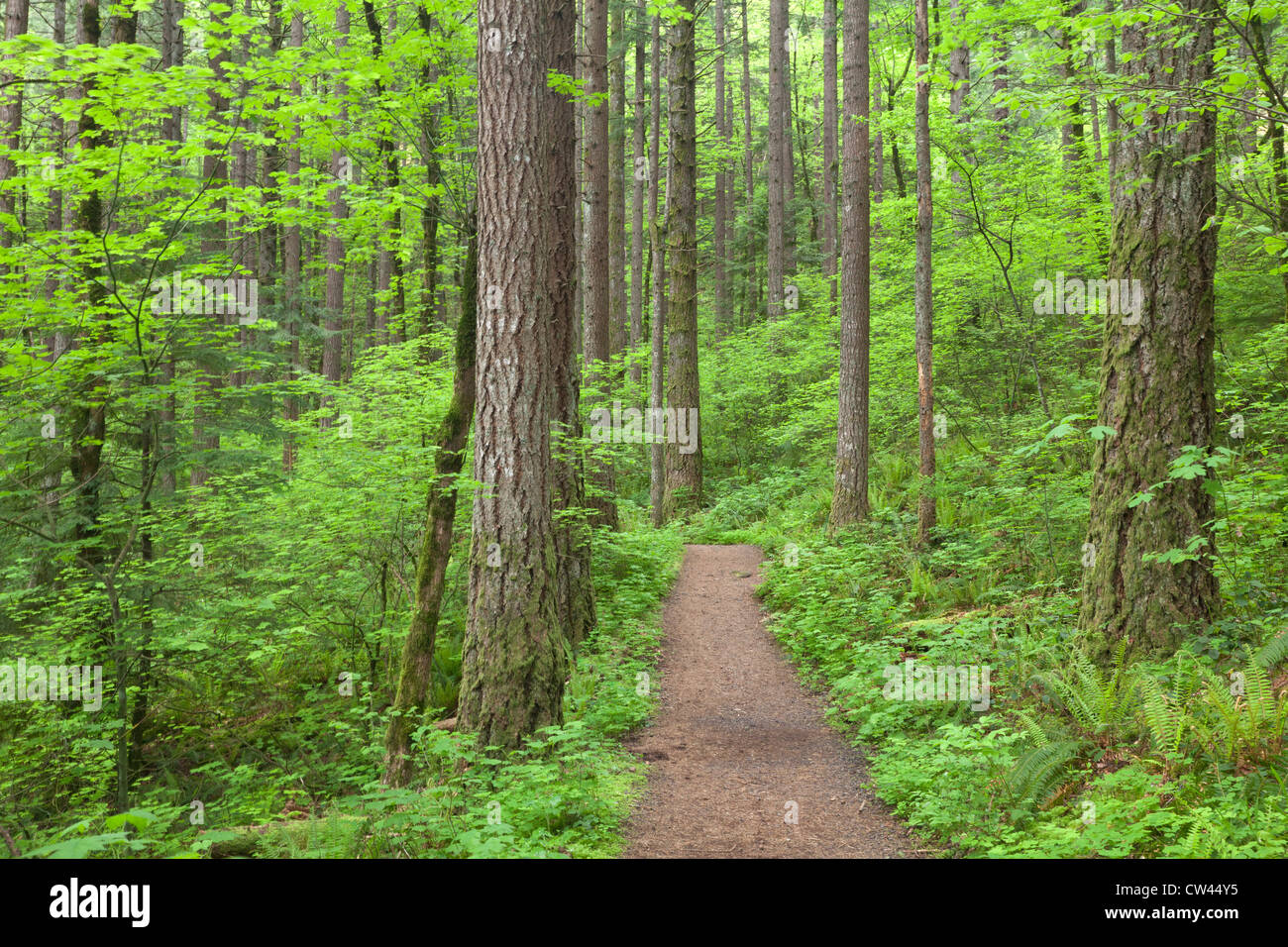 Stati Uniti d'America, Oregon, Columbia River Gorge, Cascate Elowah Trail, un sentiero attraverso la foresta Foto Stock