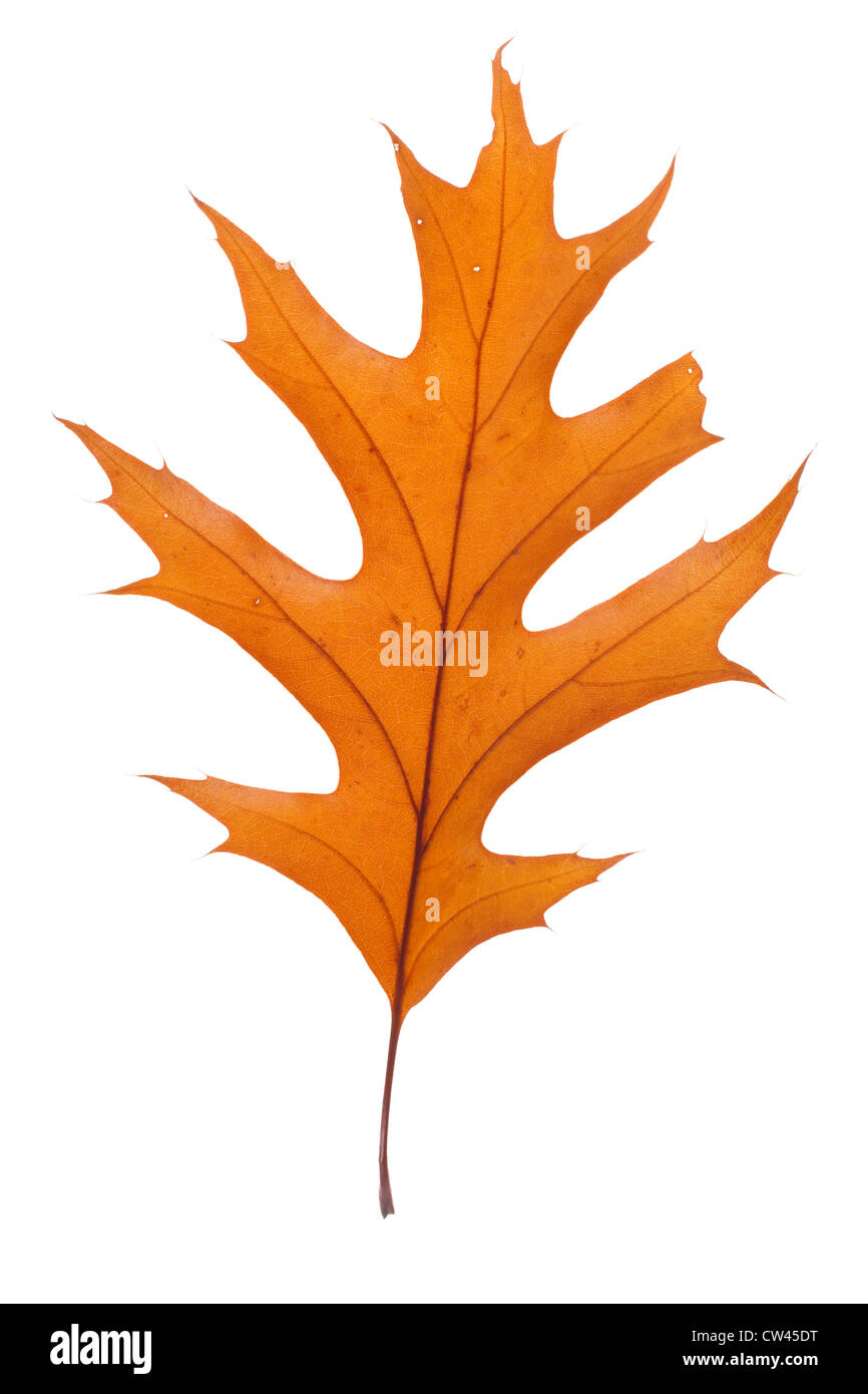 Secco foglie di quercia foto sullo sfondo bianco Foto Stock