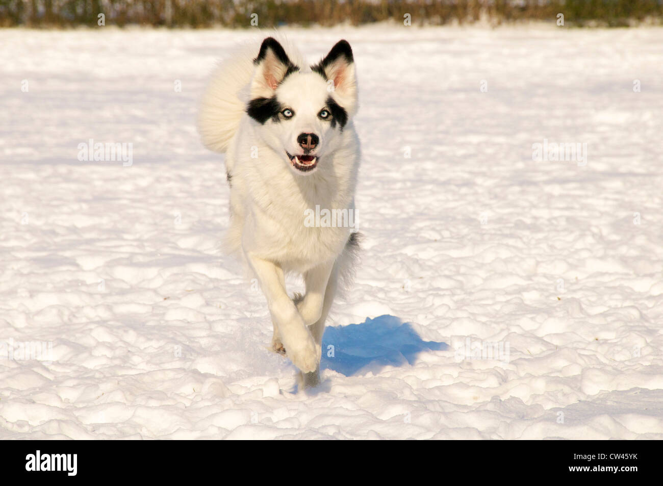 East Siberian Laika in esecuzione sulla neve Foto Stock
