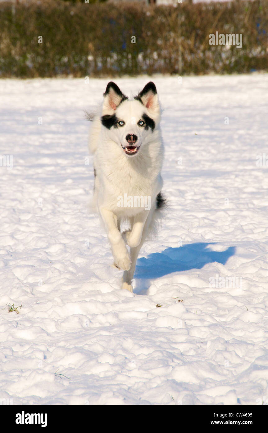 East Siberian Laika in esecuzione sulla neve Foto Stock