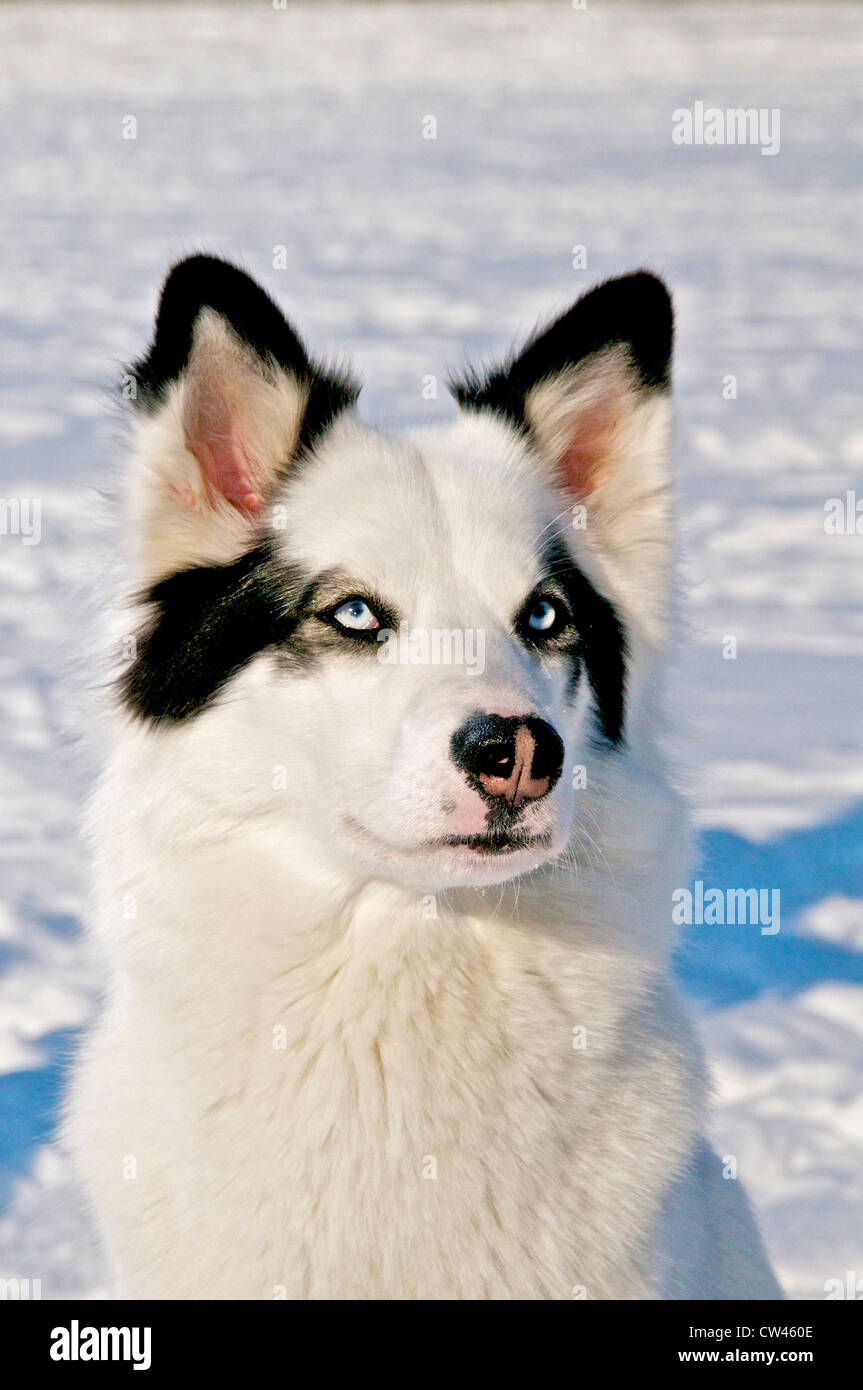 East Siberian Laika, ritratto Foto Stock