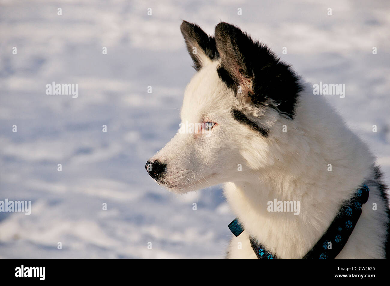 East Siberian Laika, ritratto Foto Stock