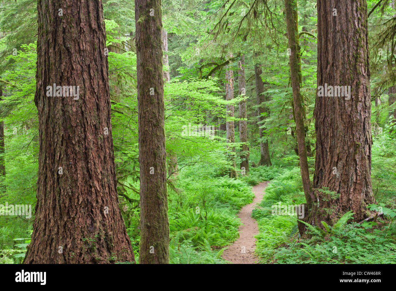 Stati Uniti d'America, nello Stato di Washington, Olympic National Forest, Skokomish River, il percorso attraverso la foresta Foto Stock